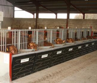 Cows in stall