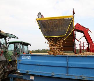 potatoes being emptied into trailer attached to tractor