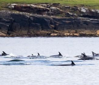 A pod of atlantic white sided dolphins