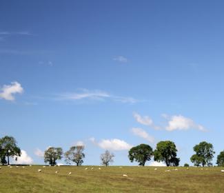 Sheep grazing in a field in the Scottish Borders. Photographer - Matt Cartney - Crown Copyright.