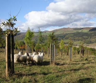 sheep and trees