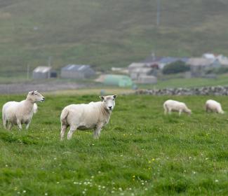 Sheep, Shetland. Crown copyright. Photographer - Barrie Williams.