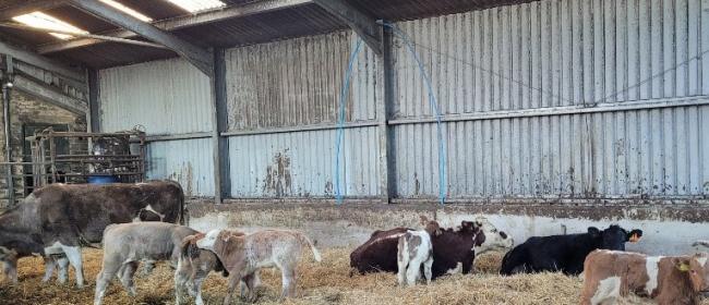 Cows