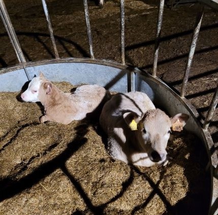 Cows