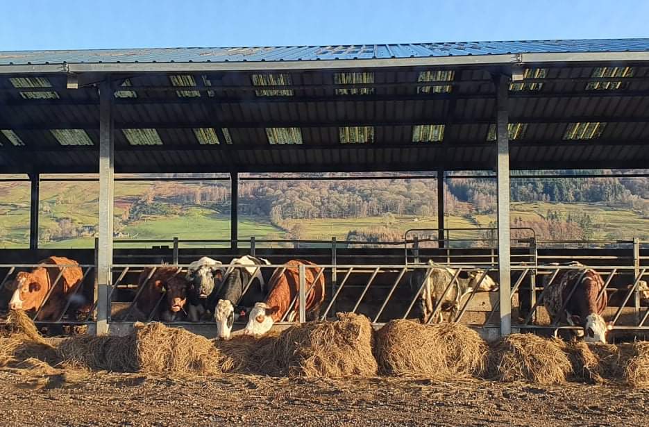 Cattle in feeding farm building
