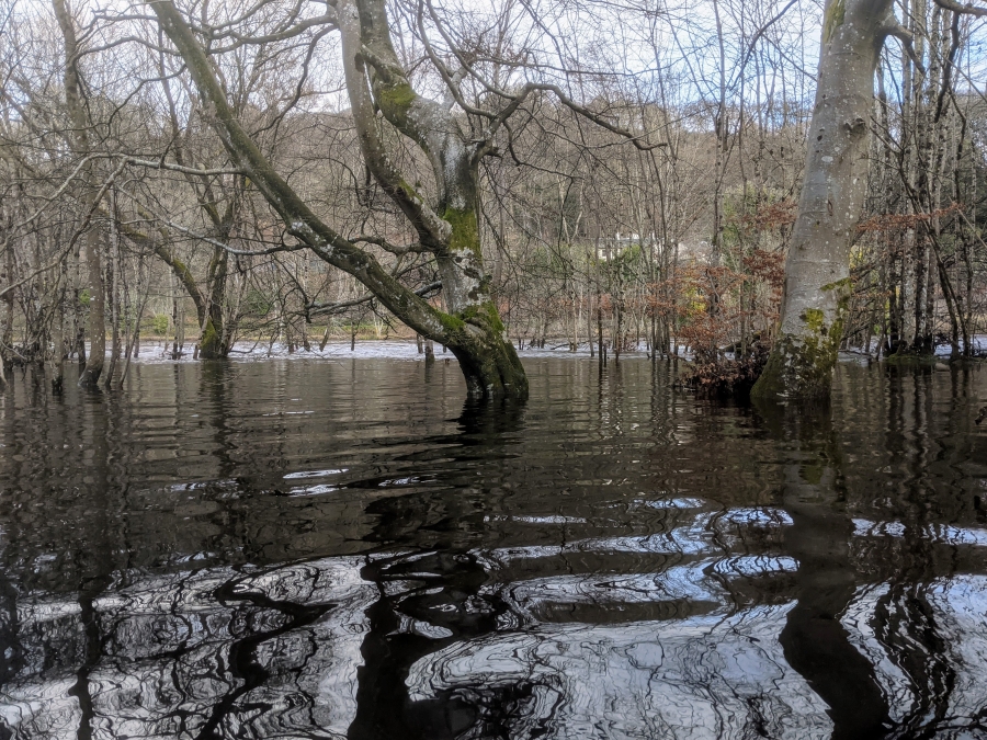 Flooded riverbank, River Tay