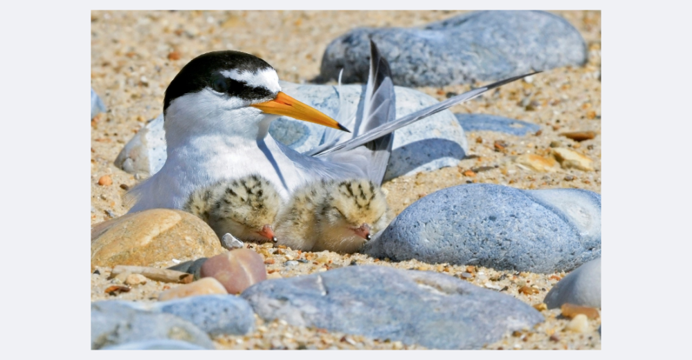 Little Tern and Chicks
