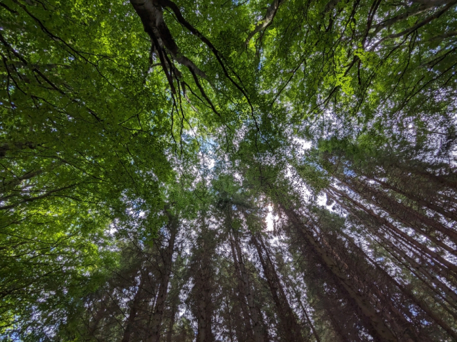 Tree canopy