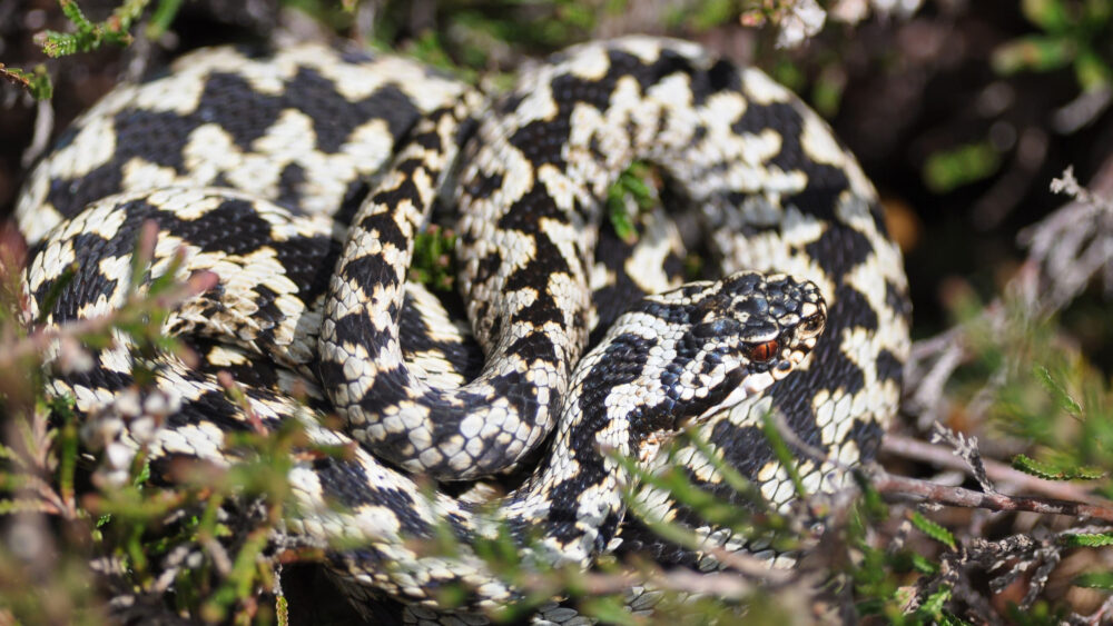 Adder ©ARC-Trust_Chris-Dresh