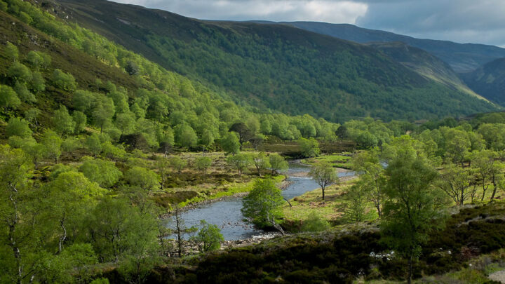 Highlands-Forest