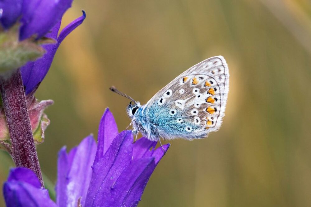 A Common Blue butterfly (Polyommatus icarus) resting on a Clustered Bellflower at St.Cyrus NNR