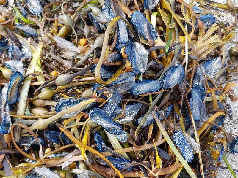 Velella velella washed up amongst seaweeds and seagrass on Prince's Beach, Isle of Eriskay in the Outer Hebrides NatureScot © Ben James.