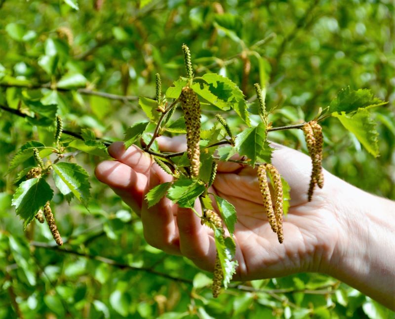 birch foraging