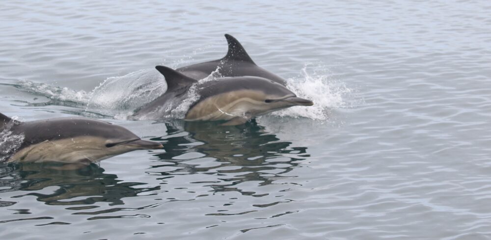 three dolphins breaking the surface of the water in Cardigan Bay