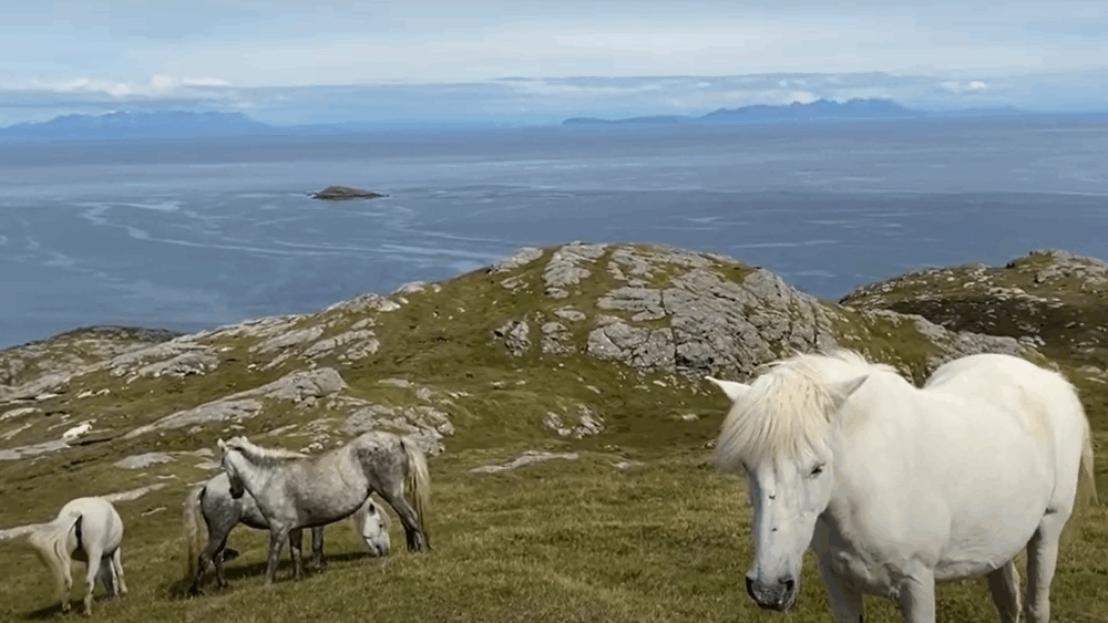 A group of gray ponies grazing on a grassy hillside overlooking a calm sea with distant islands under a partly cloudy sky.