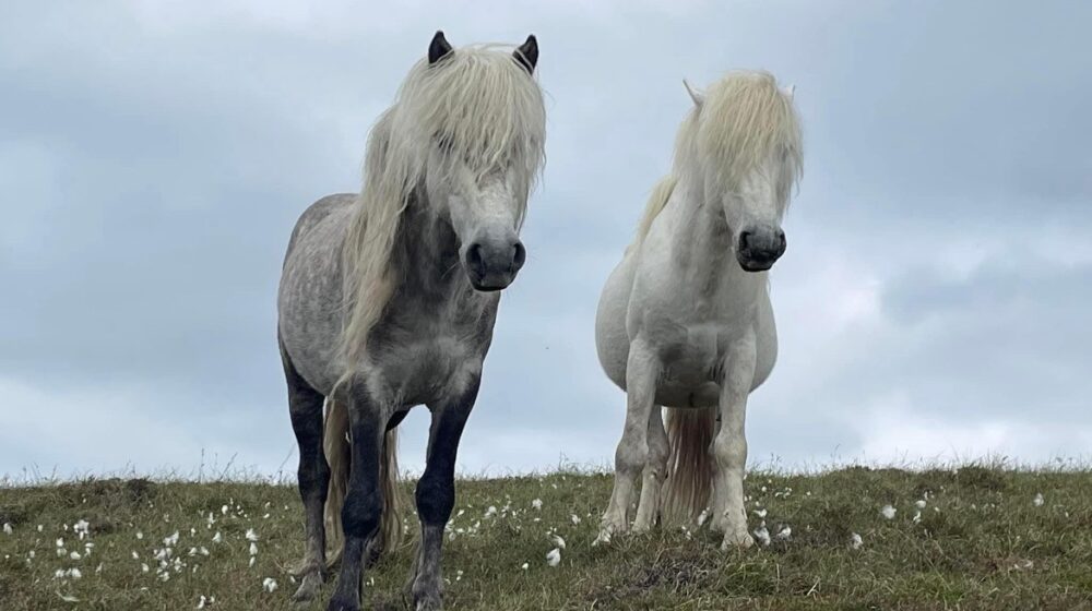 Two grey Eriskay pony stallions with long, flowing manes stand on a grassy hill under a cloudy sky.
