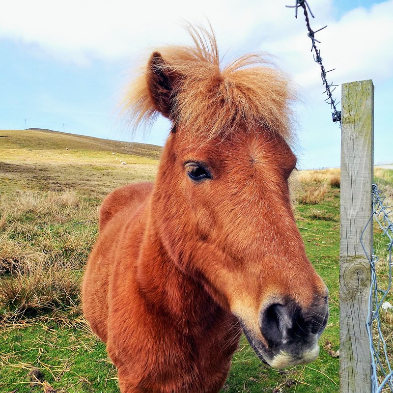 Close-up of a fluffy brown pony with a tousled mane standing near a wooden post and barbed wire fence in a grassy field.