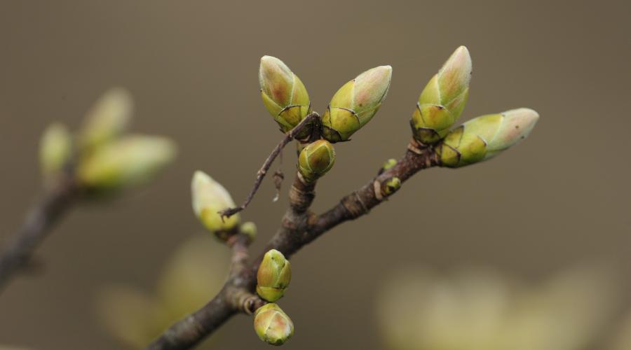 Close-up of a tree branch with several green and pinkish flower buds about to bloom against a blurred brown background.