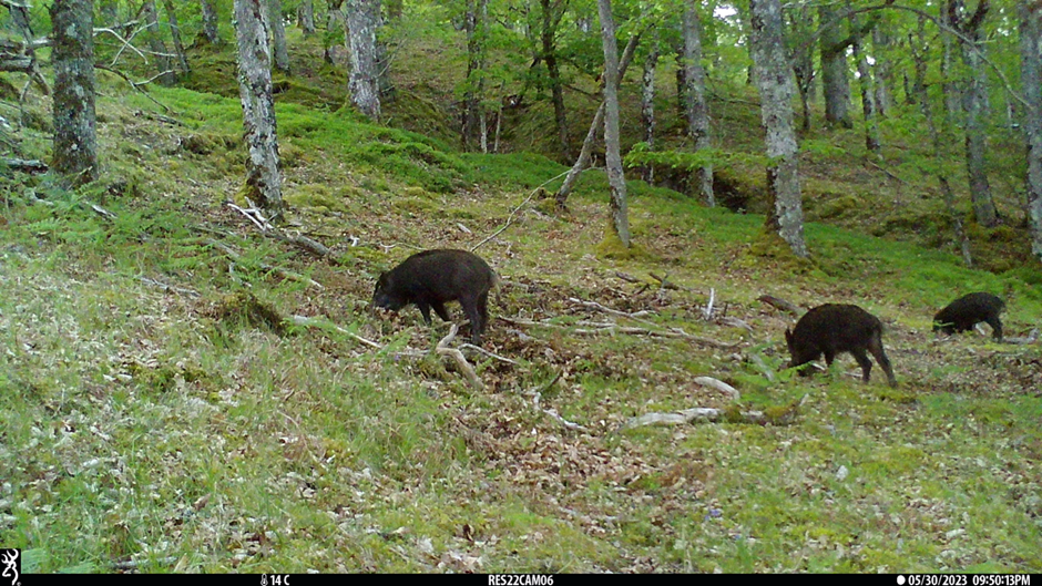 Group of wild boar caught on a trail cam at Bunloit Estate