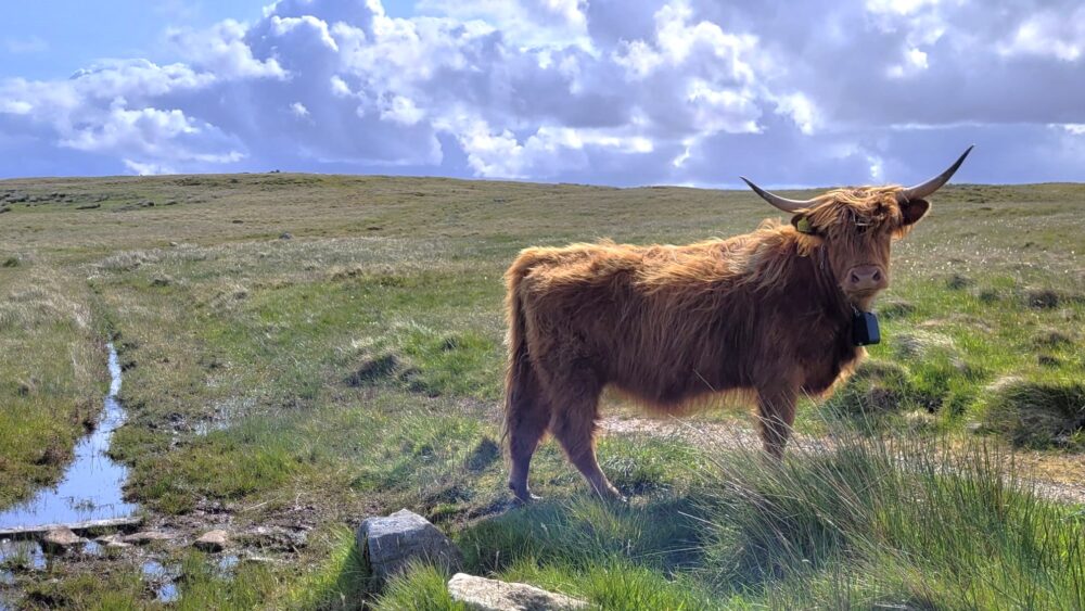 Highland cow wearing a virtual fence collar on the Isle of Lewis