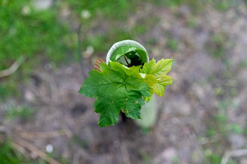 young tree