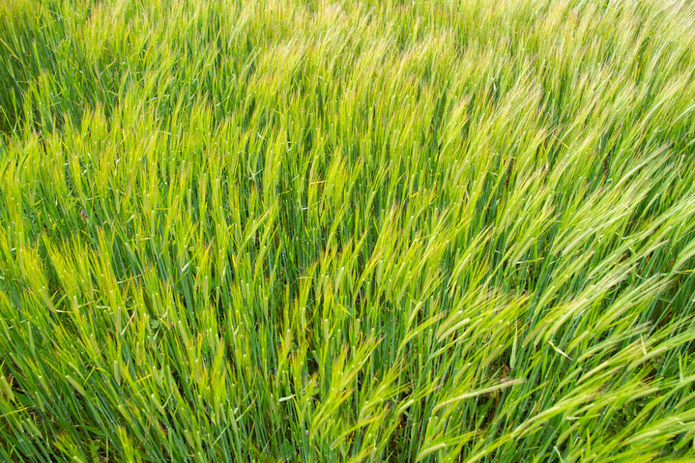 Barley