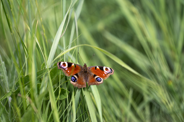 A vibrant European Peacock butterfly with open wings resting on green grass blades in a natural meadow.