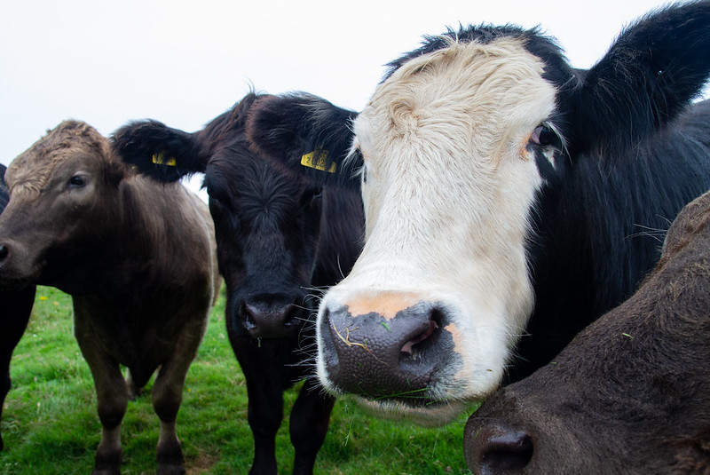 Close-up of a curious black and white cow with three other cows standing closely behind in a green pasture.