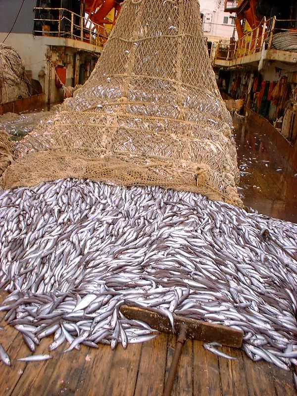 A large fishing net filled with hundreds of silver fish on the deck of a fishing boat.