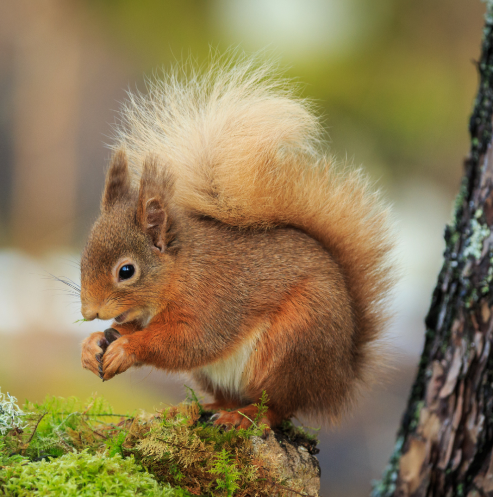 Red squirrel