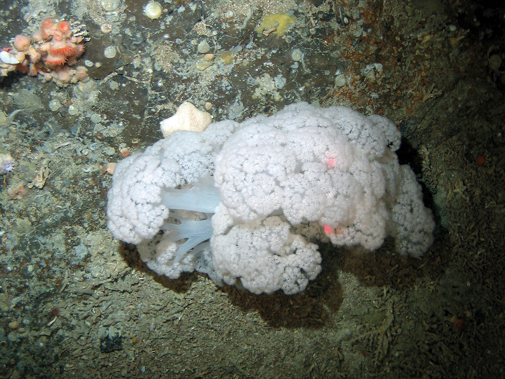 Underwater view of a large, soft white coral formation surrounded by textured seabed and tiny sea creatures.