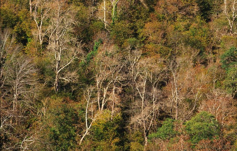 Dense forest with a mix of leafless and green trees in early autumn, showcasing varied foliage colors and textures.