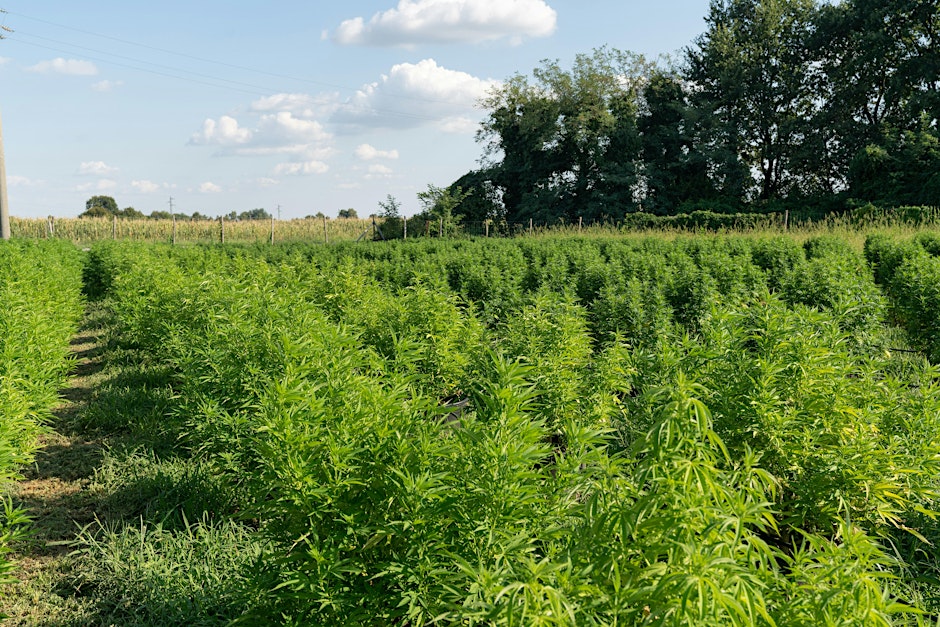 Hemp crop