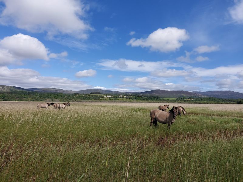 Several ponies grazing in a vast green meadow under a bright blue sky with scattered white clouds.