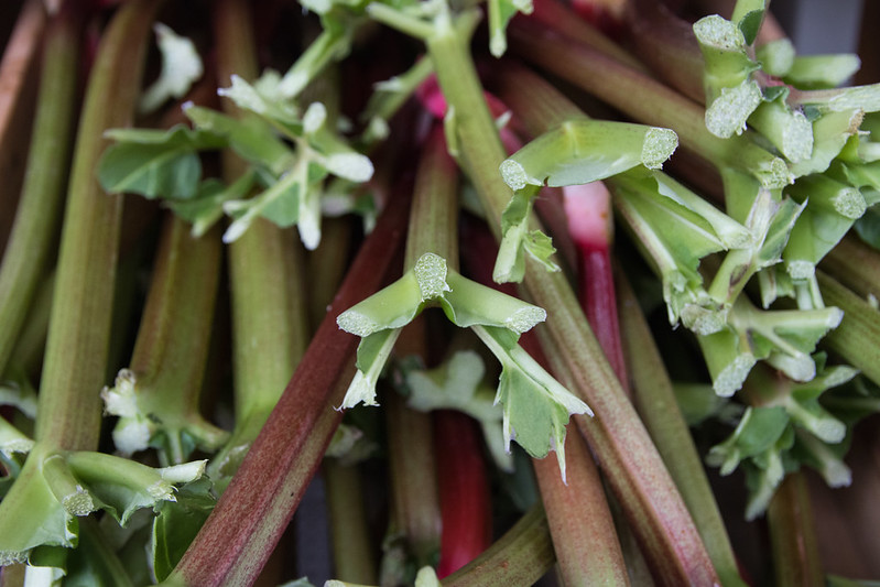 Close up photo of rhubarb stocks