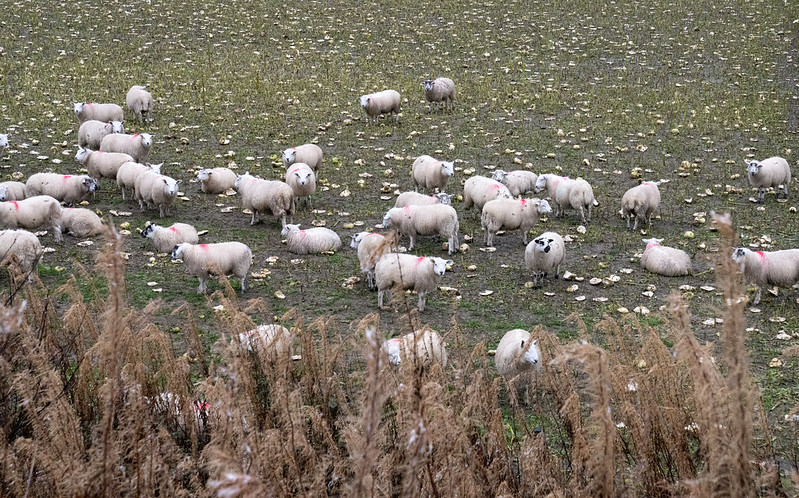 Sheep eating turnips in a field on a dull day