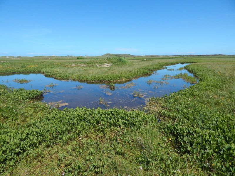 A serene wetland with clear blue water channels winding through lush green vegetation under a bright blue sky.