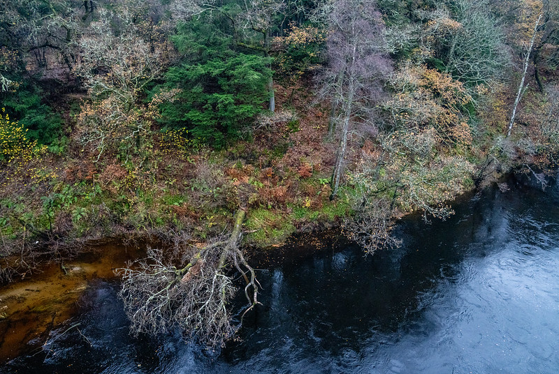Aerial view of a dark river flowing beside a forest with a fallen tree partially submerged in the water.