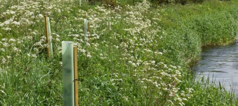 A serene riverbank lined with lush grass, tree saplings in protective wraps and clusters of small white wildflowers under a clear sky.