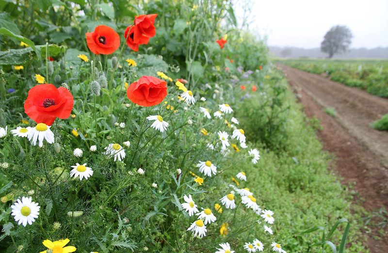 Bright red poppies and white daisies bloom along a green field edge beside a dirt path on a cloudy day.