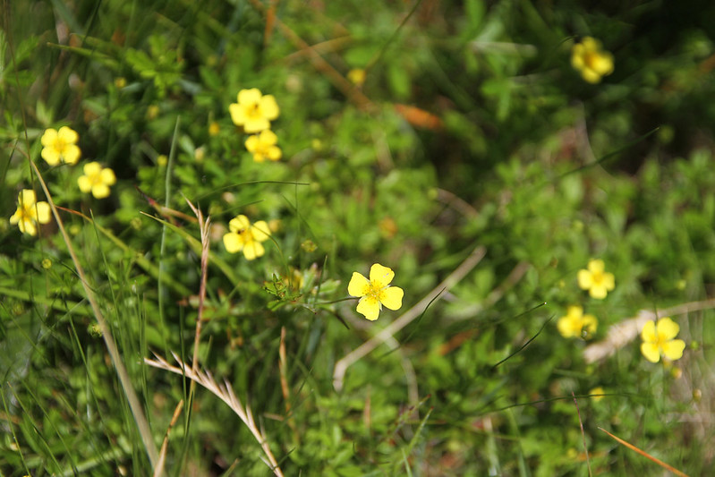 Yellow wildflowers on a hill farm in the Scottish Borders.