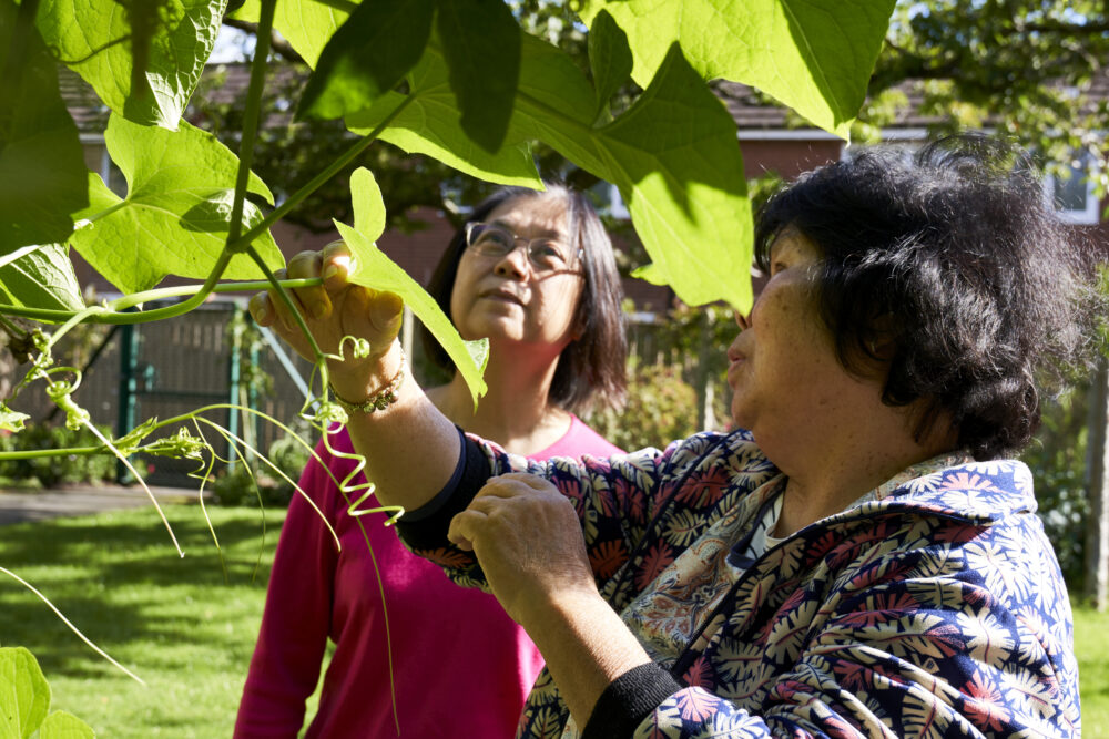 Two women examining large green leaves on a vine in a sunny garden setting with a fence and building in the background.