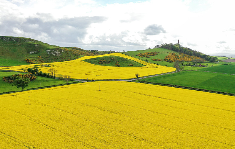 Yellow rapeseed field in East Lothian, Scotland. 