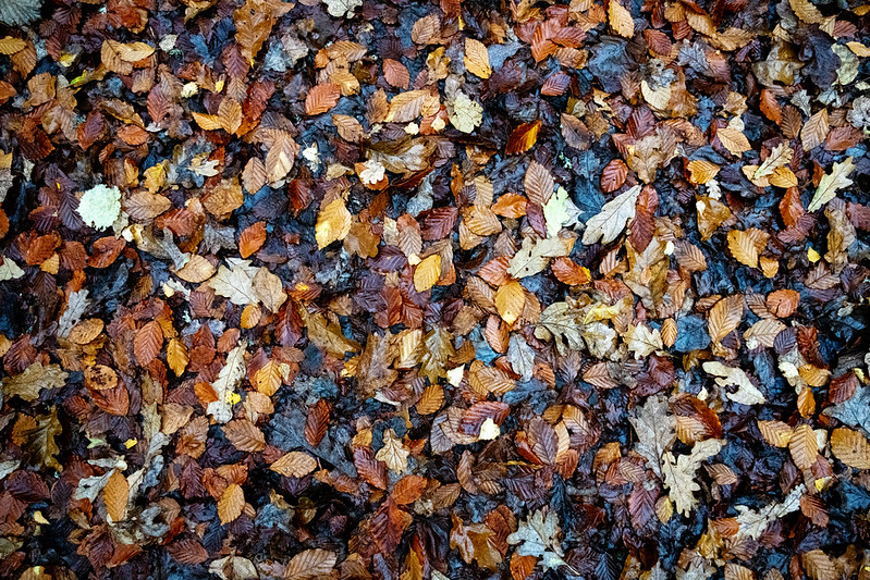 Close-up of wet fallen leaves in various autumn colours scattered densely on the forest floor.