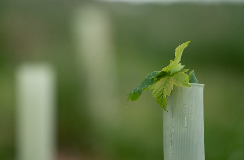 Close-up of new leaves growing out of a white plastic plant guard in a community woodland
