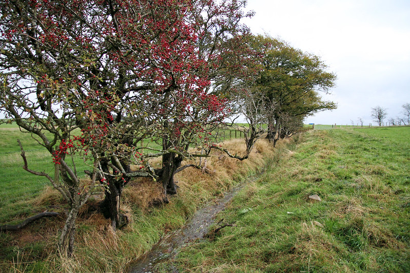 Leafy trees with clusters of red berries line a small water channel bordered by green grass and dry vegetation.