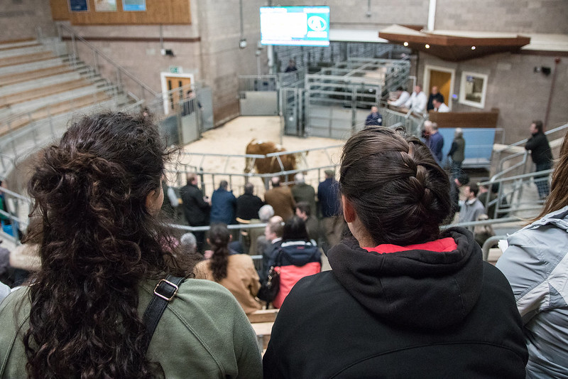 View from behind two spectators observing a cattle auction in a large hall with metal pens and a digital display.