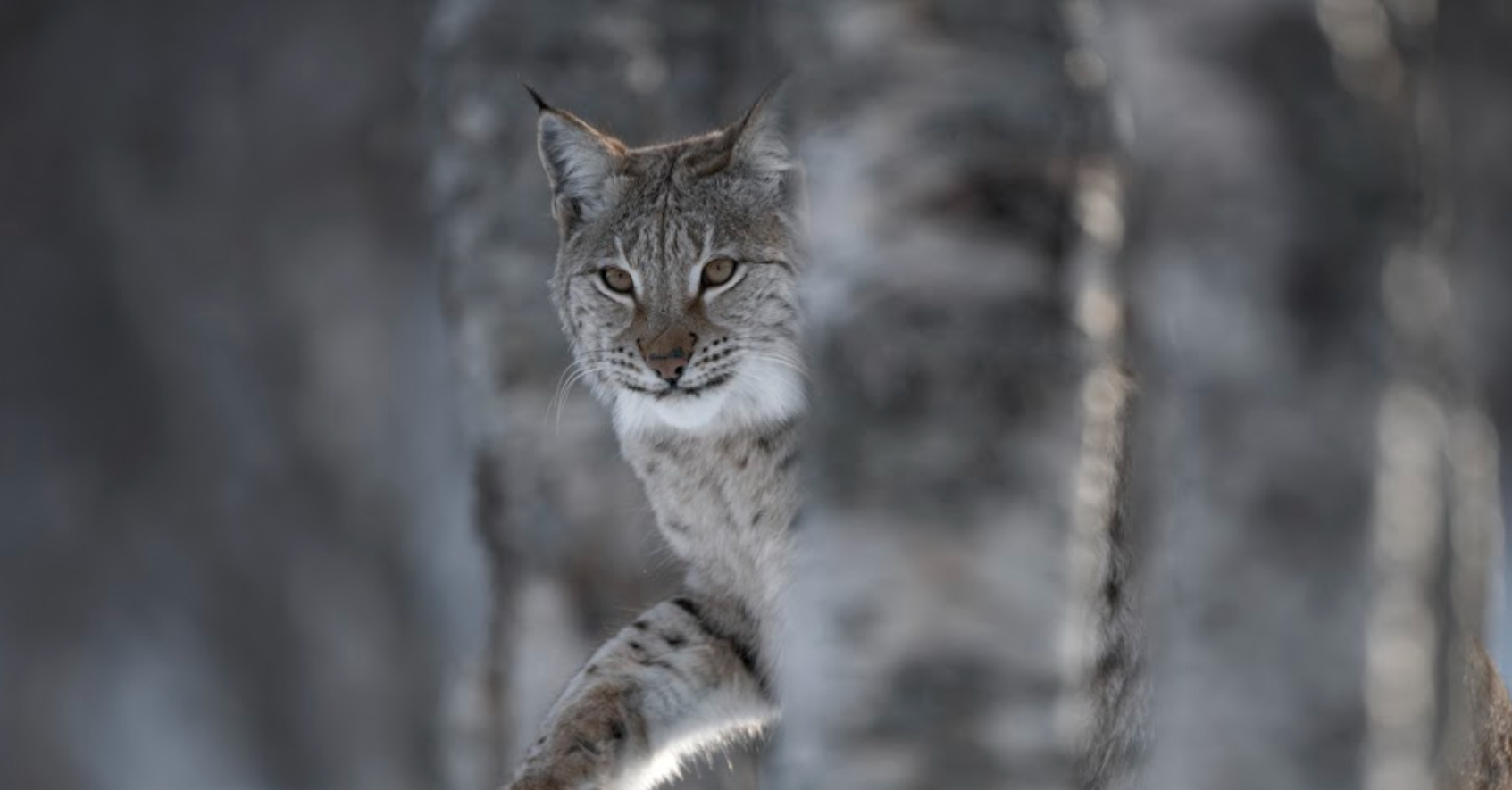 Rewilding charity to launch Missing Species Programme for Scottish ...