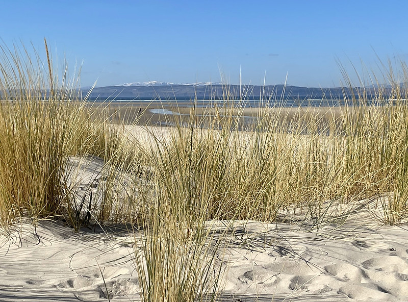 Golden beach grass sways over soft white sand with a calm sea and distant snow-capped hills under a clear blue sky.