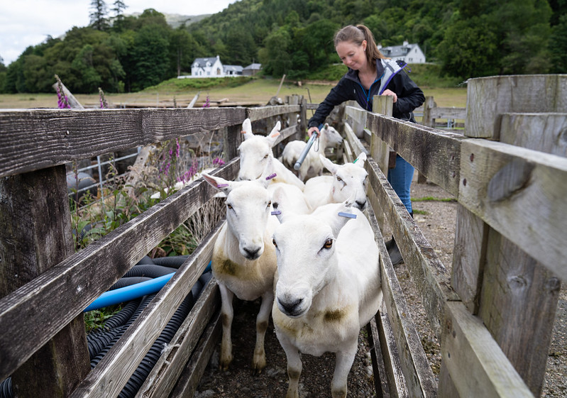A woman guiding a group of sheep through a wooden fenced pathway on a farm with green hills and white painted houses in the background.